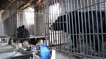 Nghệ An: Một hộ dân chuyển giao 2 cá thể gấu ngựa cho trung tâm cứu hộ