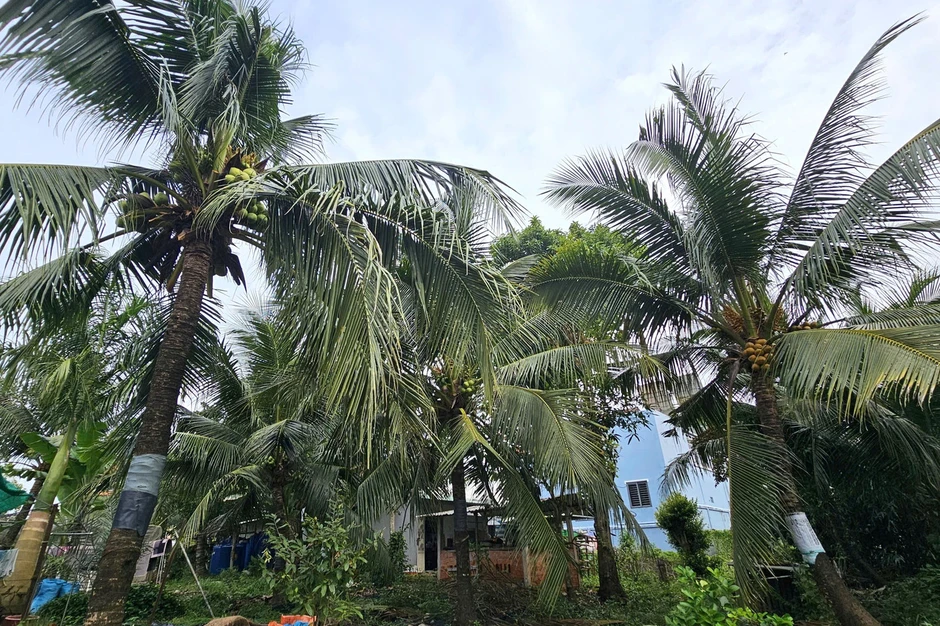Nghi án chồng giết vợ rồi trèo lên cây dừa trốn Nghi án chồng giết vợ rồi trèo lên cây dừa trốn