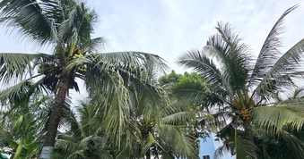 Nghi án chồng giết vợ rồi trèo lên cây dừa trốn
