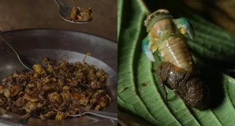 Ngôi làng 4 năm đón một 'mùa vàng' từ loài ve sầu quý hiếm