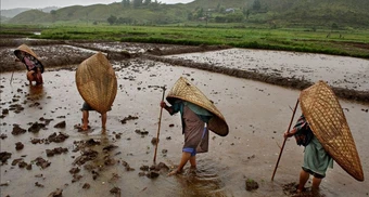 Ngôi làng nhiều mưa nhất thế giới, dân phủ cỏ mái nhà để giảm tiếng ồn