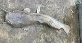 Người dân câu được cá trê dài 1m nặng 9kg, khách hỏi quyết không bán