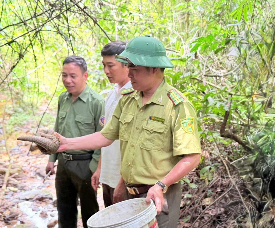 Người dân giao nộp, trình báo nhiều động vật hoang dã quý hiếm Người dân giao nộp, trình báo nhiều động vật hoang dã quý hiếm
