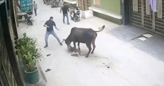 Người đàn ông Ấn Độ lấy thân che chắn, cứu bé trai bị bò húc giữa đường