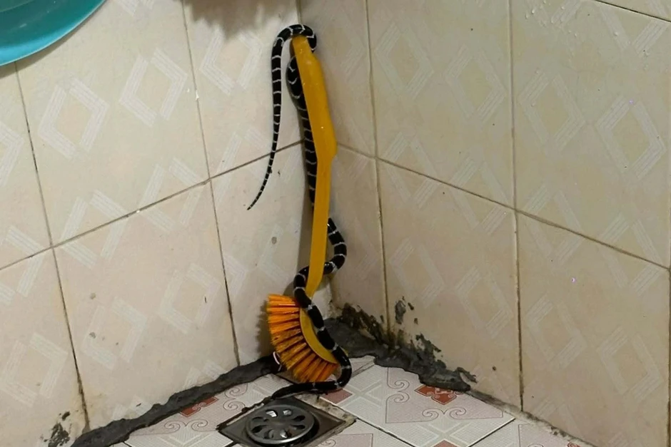 Người đàn ông ở Hưng Yên sợ đứng tim khi thấy rắn cạp nia dài 1m trong nhà Người đàn ông ở Hưng Yên sợ đứng tim khi thấy rắn cạp nia dài 1m trong nhà