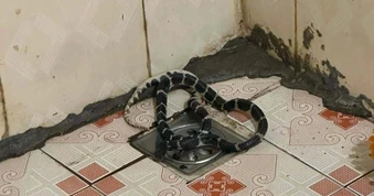 Người đàn ông ở Hưng Yên sợ đứng tim khi thấy rắn cạp nia dài 1m trong nhà