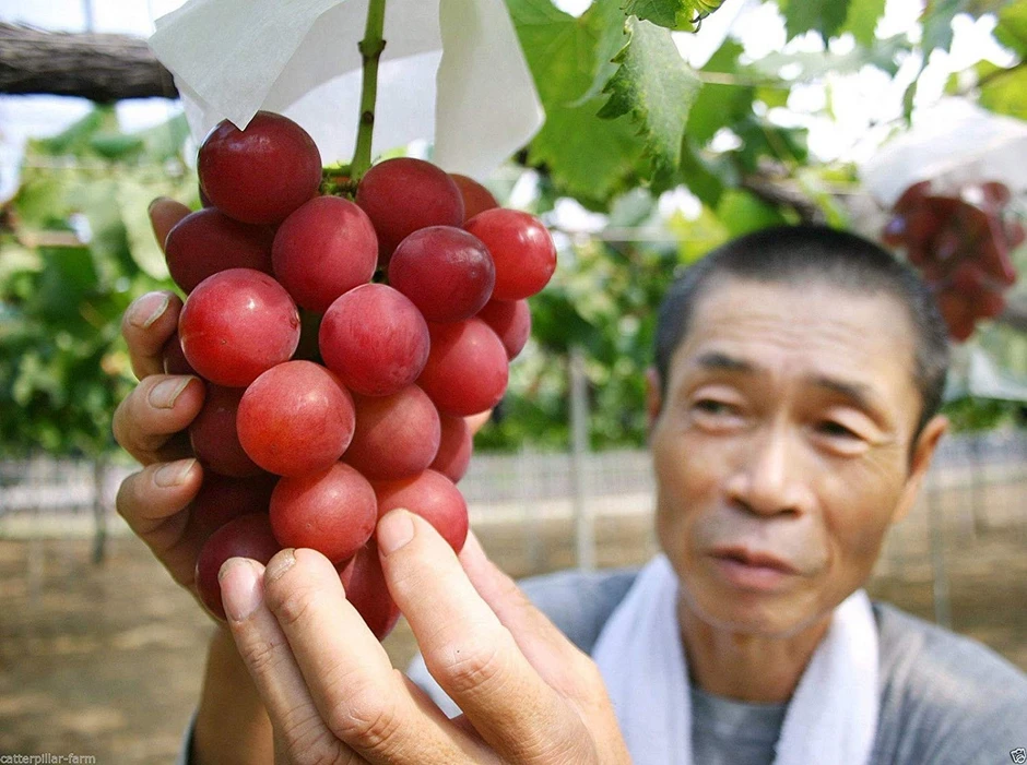 Người Nhật 'hô biến' loại quả bán đầy chợ Việt thành 'hàng xa xỉ', giá 180 triệu đồng/chùm: Cân nặng, độ đường đều phải đạt chuẩn từng li từng tí