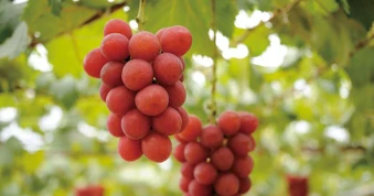 Người Nhật 'hô biến' loại quả bán đầy chợ Việt thành 'hàng xa xỉ', giá 180 triệu đồng/chùm: Cân nặng, độ đường đều phải đạt chuẩn từng li từng tí