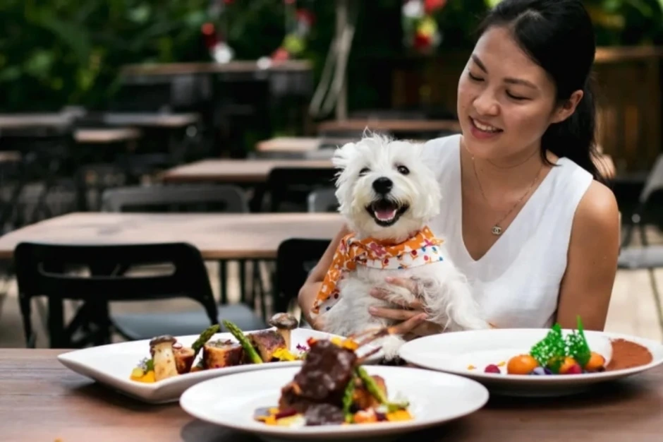 Nhà hàng đập 600 bộ bát đĩa vì khách cho chó lên bàn ăn Nhà hàng đập 600 bộ bát đĩa vì khách cho chó lên bàn ăn