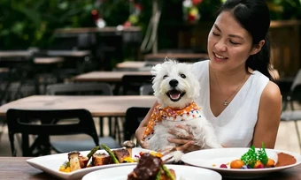 Nhà hàng đập 600 bộ bát đĩa vì khách cho chó lên bàn ăn