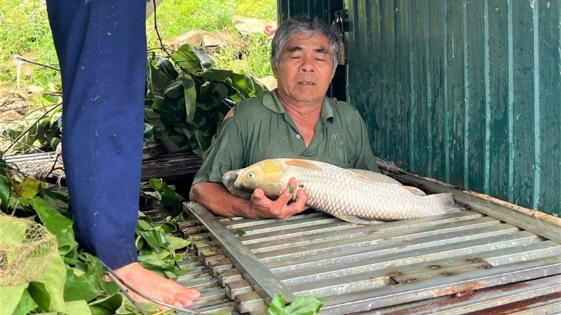 Nhiều hộ dân nuôi cá lồng ở Nghệ An bị thiệt hại lớn do cá chết hàng loạt Nhiều hộ dân nuôi cá lồng ở Nghệ An bị thiệt hại lớn do cá chết hàng loạt