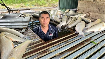 Nhiều hộ dân nuôi cá lồng ở Nghệ An bị thiệt hại lớn do cá chết hàng loạt