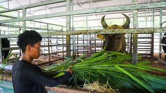 Những 'bảo mẫu' của đàn bò tót lai trên Núi Chúa