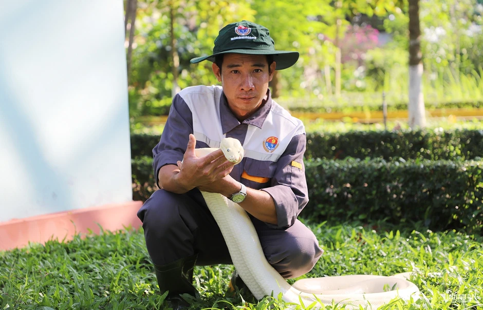 Những con trăn bạch tạng quý hiếm, đẹp lạ trong trại rắn lớn nhất miền Tây Những con trăn bạch tạng quý hiếm, đẹp lạ trong trại rắn lớn nhất miền Tây