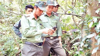 Nỗ lực giữ xanh rừng di sản