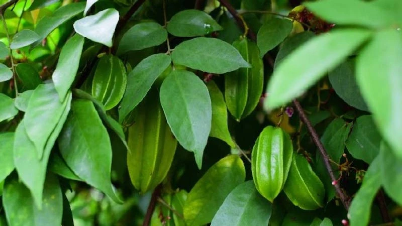 Nước lá khế để tắm có thực sự tốt như lời đồn? Sự thật ít người biết Nước lá khế để tắm có thực sự tốt như lời đồn? Sự thật ít người biết