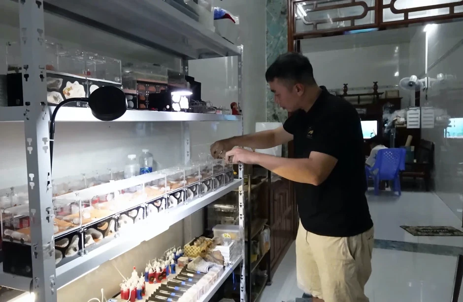 Nuôi kiến làm thú cưng: 'Đế chế' thu nhỏ vận hành trong hộp kính Nuôi kiến làm thú cưng: 'Đế chế' thu nhỏ vận hành trong hộp kính