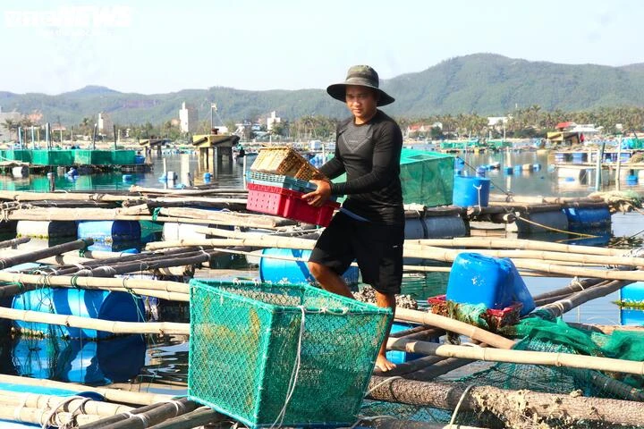 Nuôi thuỷ sản tự phát, ‘thủ phủ tôm hùm’ Đắk Lắk nhận rủi ro gấp đôi sau bão Nuôi thuỷ sản tự phát, ‘thủ phủ tôm hùm’ Đắk Lắk nhận rủi ro gấp đôi sau bão