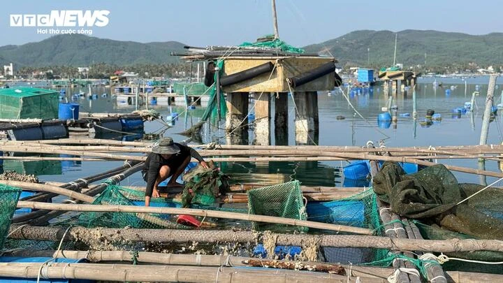 Nuôi thuỷ sản tự phát, ‘thủ phủ tôm hùm’ Đắk Lắk nhận rủi ro gấp đôi sau bão Nuôi thuỷ sản tự phát, ‘thủ phủ tôm hùm’ Đắk Lắk nhận rủi ro gấp đôi sau bão