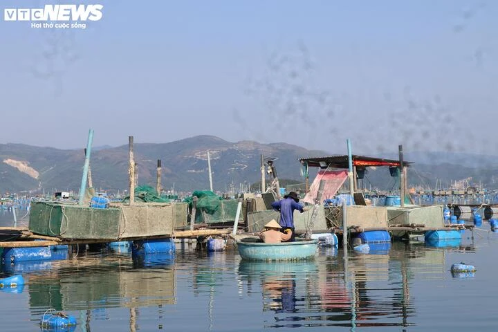 Nuôi thuỷ sản tự phát, ‘thủ phủ tôm hùm’ Đắk Lắk nhận rủi ro gấp đôi sau bão Nuôi thuỷ sản tự phát, ‘thủ phủ tôm hùm’ Đắk Lắk nhận rủi ro gấp đôi sau bão