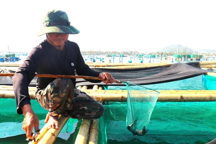 Nuôi thuỷ sản tự phát, ‘thủ phủ tôm hùm’ Đắk Lắk nhận rủi ro gấp đôi sau bão Nuôi thuỷ sản tự phát, ‘thủ phủ tôm hùm’ Đắk Lắk nhận rủi ro gấp đôi sau bão