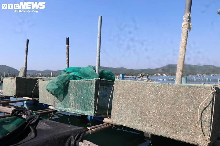Nuôi thuỷ sản tự phát, ‘thủ phủ tôm hùm’ Đắk Lắk nhận rủi ro gấp đôi sau bão Nuôi thuỷ sản tự phát, ‘thủ phủ tôm hùm’ Đắk Lắk nhận rủi ro gấp đôi sau bão