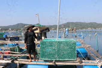 Nuôi thuỷ sản tự phát, ‘thủ phủ tôm hùm’ Đắk Lắk nhận rủi ro gấp đôi sau bão