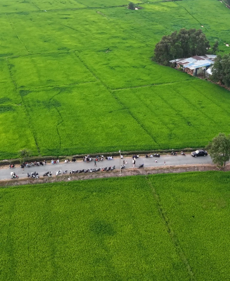Ở TP.HCM xuất hiện cánh đồng lúa xanh mướt, chiều nào cũng đông người ngắm hoàng hôn Ở TP.HCM xuất hiện cánh đồng lúa xanh mướt, chiều nào cũng đông người ngắm hoàng hôn