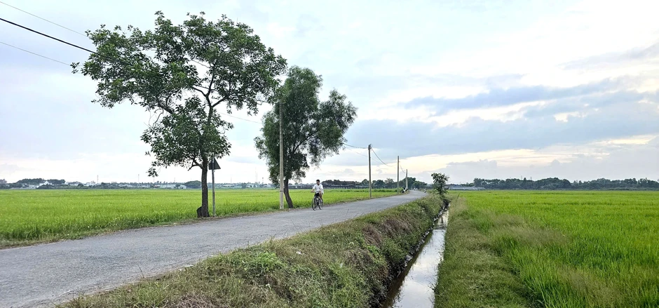 Ở TP.HCM xuất hiện cánh đồng lúa xanh mướt, chiều nào cũng đông người ngắm hoàng hôn Ở TP.HCM xuất hiện cánh đồng lúa xanh mướt, chiều nào cũng đông người ngắm hoàng hôn