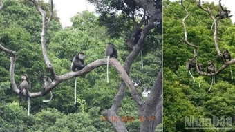 Phát triển, bảo vệ đàn linh trưởng quý hiếm: Giữ “mạch sống” cho hệ sinh thái giữa đại ngàn Khánh Hòa