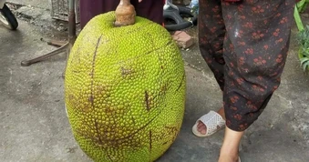Quả mít khổng lồ nặng 53kg ở Lạng Sơn, cả chợ đổ đến xem