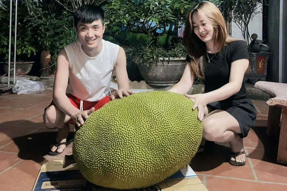 Quả mít nặng 50kg ở Bắc Ninh, mỗi năm cây cho 1-2 trái Quả mít nặng 50kg ở Bắc Ninh, mỗi năm cây cho 1-2 trái