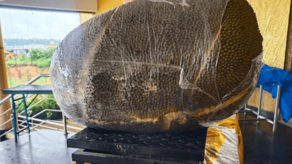 Quả mít nặng 50kg ở Bắc Ninh, mỗi năm cây cho 1-2 trái Quả mít nặng 50kg ở Bắc Ninh, mỗi năm cây cho 1-2 trái