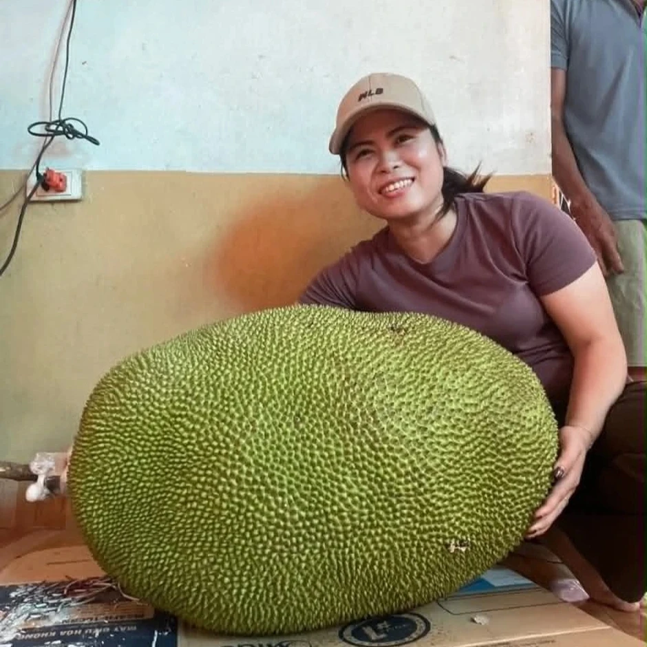 Quả mít nặng 50kg ở Bắc Ninh, mỗi năm cây cho 1-2 trái Quả mít nặng 50kg ở Bắc Ninh, mỗi năm cây cho 1-2 trái