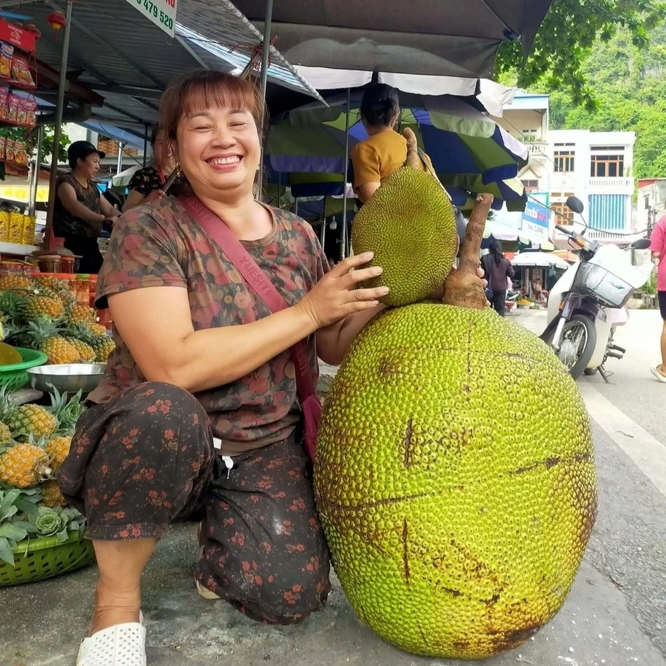 Quả mít nặng 50kg ở Bắc Ninh, mỗi năm cây cho 1-2 trái Quả mít nặng 50kg ở Bắc Ninh, mỗi năm cây cho 1-2 trái