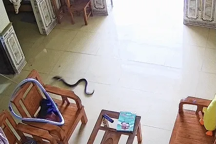 Rắn rơi từ phía điều hoà xuống, cô gái hét thất thanh cầu cứu người nhà