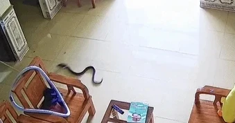 Rắn rơi từ phía điều hoà xuống, cô gái hét thất thanh cầu cứu người nhà