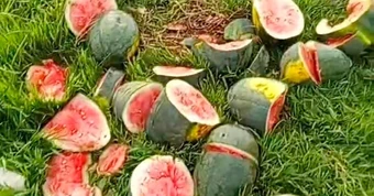 Ruộng dưa hấu sắp thu hoạch bị phá nát ở Nghệ An: Khổ chủ hoàn cảnh khó khăn, tiết lộ từng bị đe dọa
