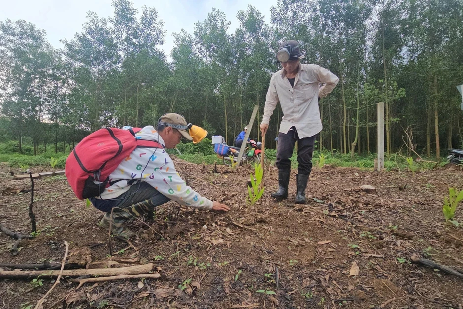 Săn nấm mối, kiếm tiền triệu đầu mùa mưa ở Đồng Nai Săn nấm mối, kiếm tiền triệu đầu mùa mưa ở Đồng Nai