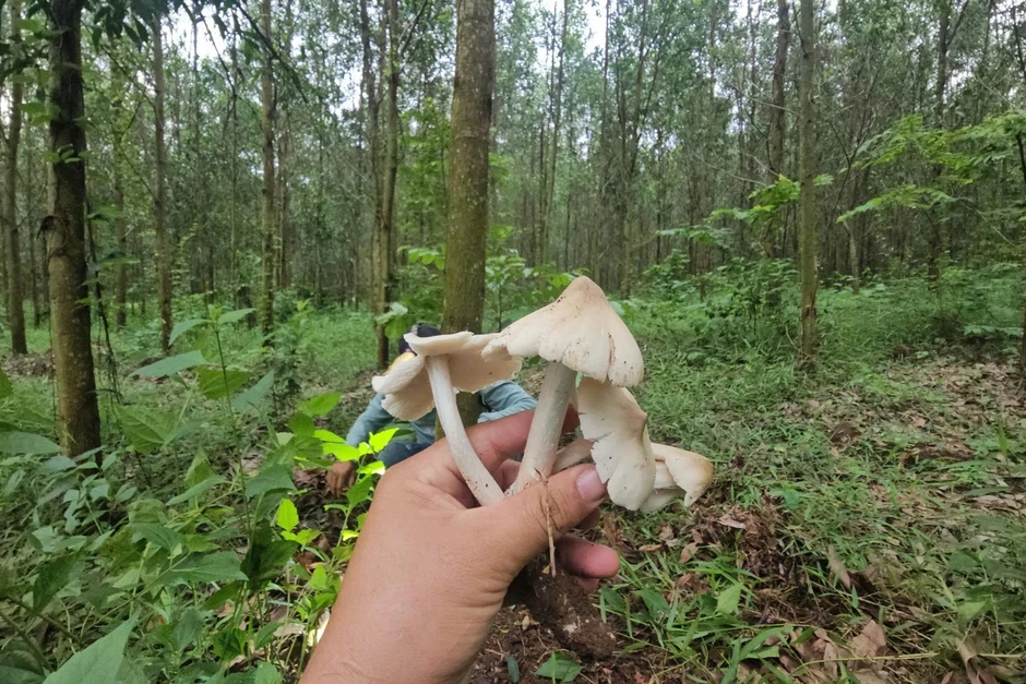 Săn nấm mối, kiếm tiền triệu đầu mùa mưa ở Đồng Nai Săn nấm mối, kiếm tiền triệu đầu mùa mưa ở Đồng Nai