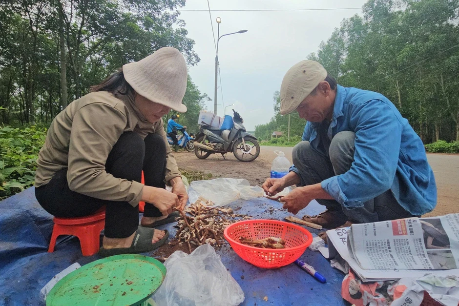 Săn nấm mối, kiếm tiền triệu đầu mùa mưa ở Đồng Nai Săn nấm mối, kiếm tiền triệu đầu mùa mưa ở Đồng Nai