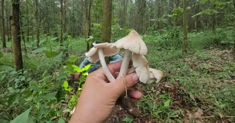 Săn nấm mối, kiếm tiền triệu đầu mùa mưa ở Đồng Nai