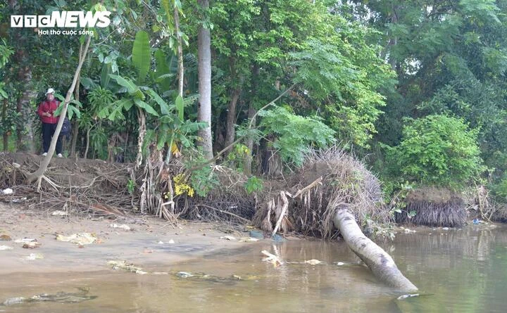 Sạt lở bờ sông Trà Khúc, dân bất lực khi đất canh tác bị 'nuốt chửng'