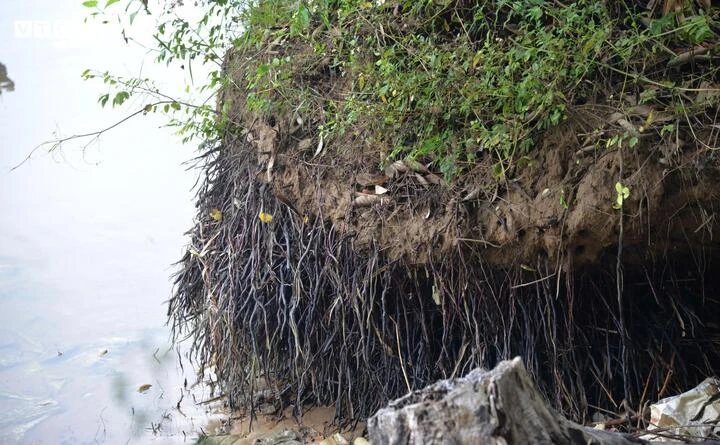 Sạt lở bờ sông Trà Khúc, dân bất lực khi đất canh tác bị 'nuốt chửng'