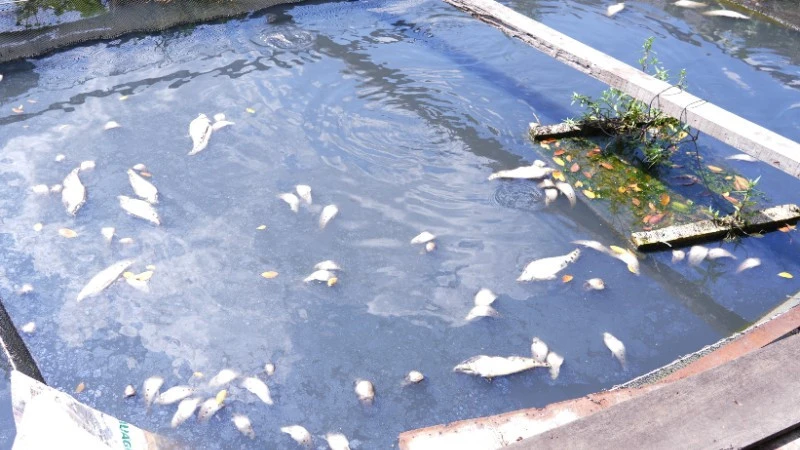 Sông Vàm Cỏ Đông ô nhiễm nặng Sông Vàm Cỏ Đông ô nhiễm nặng