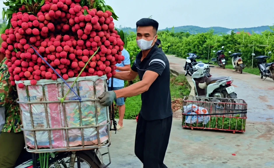Sọt vải nặng 3 tạ giá hơn 21 triệu, nông dân Lục Ngạn đếm xấp tiền tại chỗ Sọt vải nặng 3 tạ giá hơn 21 triệu, nông dân Lục Ngạn đếm xấp tiền tại chỗ