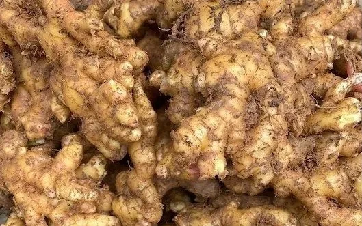 Tác dụng của gừng trong chăm sóc và nuôi dưỡng mái tóc Tác dụng của gừng trong chăm sóc và nuôi dưỡng mái tóc