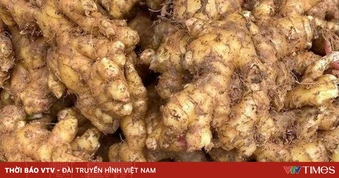 Tác dụng của gừng trong chăm sóc và nuôi dưỡng mái tóc