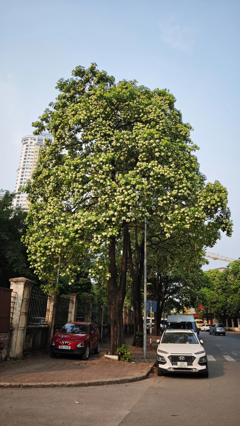 Tận nơi 12 cây hoa sữa nở rộ quanh một chung cư Hà Nội: Vì sao người dân phải đóng kín cửa, xịt nước lên cây?
