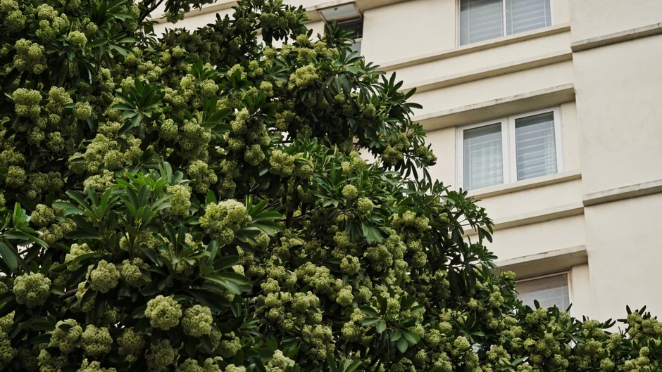 Tận nơi 12 cây hoa sữa nở rộ quanh một chung cư Hà Nội: Vì sao người dân phải đóng kín cửa, xịt nước lên cây?